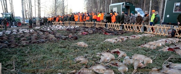 Treibjagd im Colditzer Wald