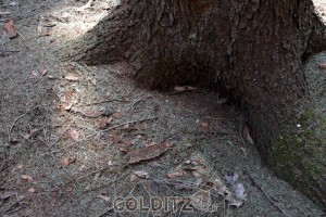 Grüne und abgestorbene Nadeln, sowie das Mehl der Rinde - der Borkenkäfer hat gearbeitet