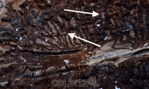 Borkenkäfer - nicht einmal 1 cm groß und seine Maden