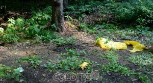 Wild- und Dreckschweine unterscheiden sich nicht nur in der Anzahl der Beine...