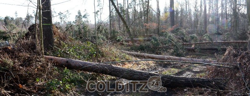 Gefährliche Wege im Colditzer Wald