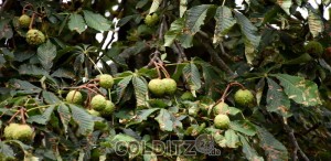 Auch die Kastanien werden bald folgen