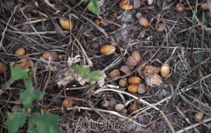 Viele Eicheln schon am Boden
