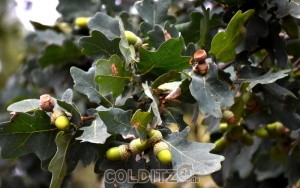 Sie werfen bereits ihre Früchte ab