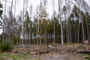 Vom Borkenkäfer befallene Lärchen