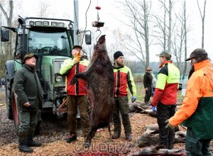 Wiegen und begutachten des erlegten Wildes