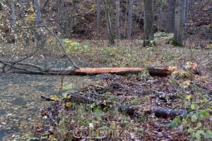 Baumfällarbeiten an den Hältern