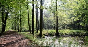 Ein idyllischer Wanderweg ohne Verkehr