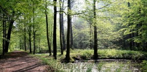 Wanderweg durch den Tiergarten