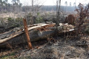 Der Wald lichtet sich