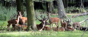 Rot- und Damwild wurden in großen Stückzahlen gehalten