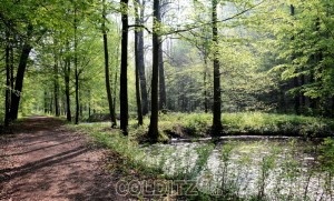 Der kurfürstliche Weg entlang der Hälter - noch heute ein gern gegangener Spazierweg