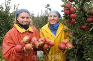 Einheimische Äpfel aus Dürrweitzschen und Seelitz schmecken vorzüglich; wir brauchen keine aus Neuseeland