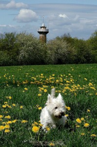 Frühlingsspaziergang zum Heimatturm